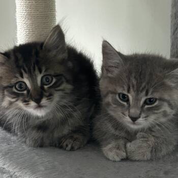 Mocha, Mia, Maxwell and Marigold -  Domestic Short Hair Cat for Adoption in New York, New York - Mocha, Mia, Maxwell And Marigold | PetCurious