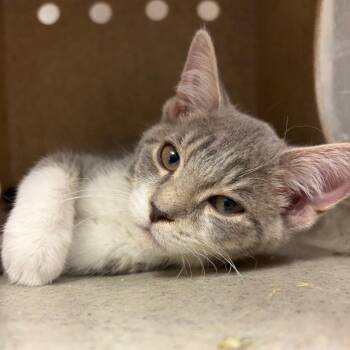Carrie -  Domestic Medium Hair and Domestic Short Hair Cat for Adoption in Reno, Nevada - Carrie | PetCurious