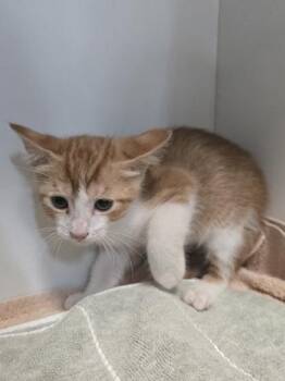 Aluminum -  Domestic Short Hair Cat for Adoption in Savannah, Georgia - Aluminum | PetCurious