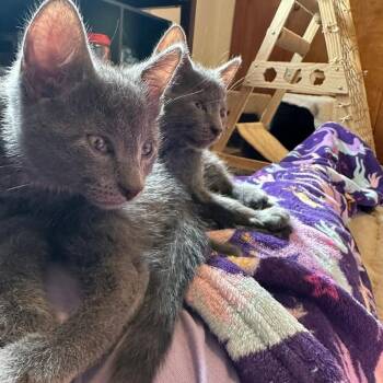 Stern -  Domestic Short Hair Cat for Adoption in Walker, Michigan - Stern | PetCurious