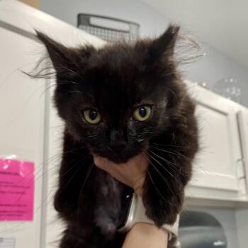 Pepper -  Domestic Long Hair Cat for Adoption in Fairmont, West Virginia - Pepper | PetCurious