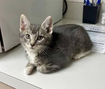 Tabby Cats Available for Adoption in Pasco, Washington - Miranda | PetCurious