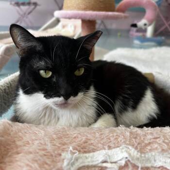 Weyland (bonded to Yutani) - KBC -  Domestic Short Hair Cat for Adoption in Dublin, Ohio - Weyland (bonded To Yutani) - KBC | PetCurious