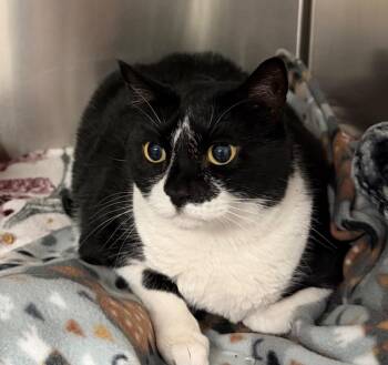 Chloe Chorizo -  Domestic Short Hair Cat for Adoption in Ocala, Florida - Chloe Chorizo | PetCurious