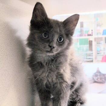 Salted Caramel -  Domestic Medium Hair Cat for Adoption in Reno, Nevada - Salted Caramel | PetCurious