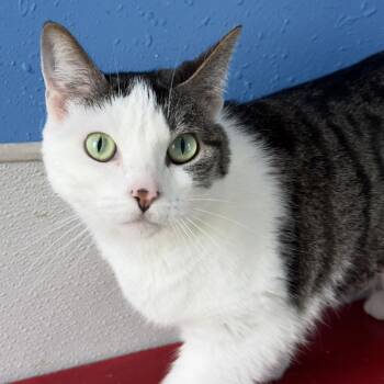 Domestic Short Hair Cats Available for Adoption in West Des Moines, Iowa - Skye | PetCurious