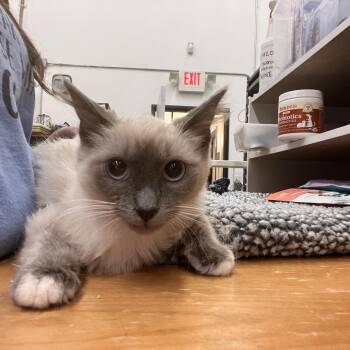 Domestic Short Hair and Snowshoe Cats Available for Adoption - Sian | PetCurious