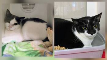 6-431 Sammy & 6-432 Margot -  Domestic Short Hair Cat for Adoption in Lindenhurst, New York - 6-431 Sammy & 6-432 Margot | PetCurious