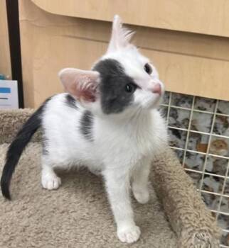 Erick -  Domestic Short Hair Cat for Adoption in Kansas City, Missouri - Erick | PetCurious