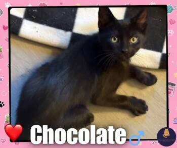 Chocolate kitten -  Domestic Short Hair Cat for Adoption in Enfield, Connecticut - Chocolate Kitten | PetCurious