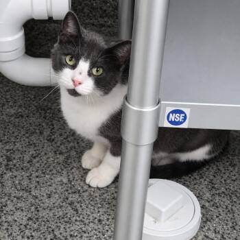 Hallow -  Domestic Short Hair Cat for Adoption in Falls Church, Virginia - Hallow | PetCurious
