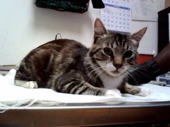 MOOSE -  Domestic Short Hair Cat for Adoption in Martinez, California - MOOSE | PetCurious