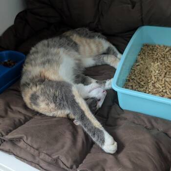 Bri -  Domestic Short Hair Cat for Adoption in Jefferson City, Tennessee - Bri | PetCurious
