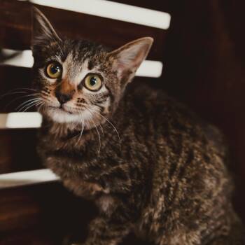 Tabby Cats Available for Adoption - Maple | PetCurious