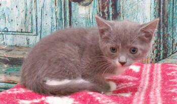 Annie -  Domestic Short Hair Cat for Adoption in Lexington, Virginia - Annie | PetCurious