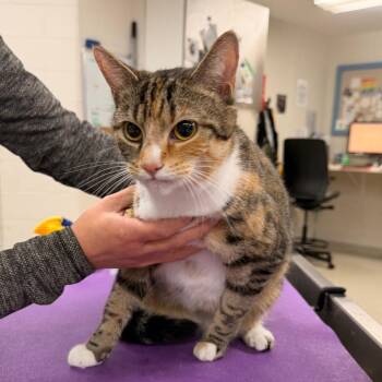 Penelope -  Domestic Short Hair Cat for Adoption in Indianapolis, Indiana - Penelope | PetCurious