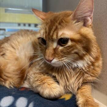 Gibby 1 -  Domestic Short Hair Cat Available for Adoption in Galveston, Texas - Gibby 1 | PetCurious