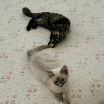 Maple & Beech -  Siamese and Domestic Medium Hair Cat for Adoption in Gladstone, Oregon - Maple & Beech | PetCurious