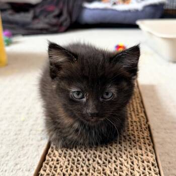 Domestic Short Hair Cats Available for Adoption in Ferndale, Michigan - Camry | PetCurious