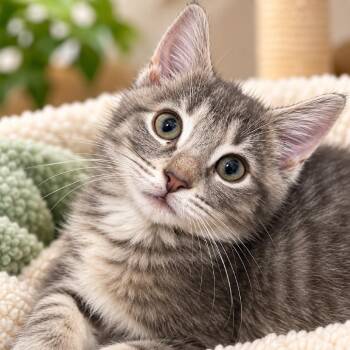 Matcha -  Domestic Short Hair Cat for Adoption in Uniontown, Pennsylvania - Matcha | PetCurious