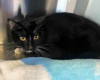 Domestic Short Hair Cats Available for Adoption - POE | PetCurious