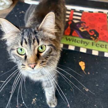 Jasper -  Domestic Medium Hair Cat for Adoption in Bristol, Indiana - Jasper | PetCurious