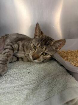 Domestic Short Hair Cats Available for Adoption in West Chester, Pennsylvania - Bear | PetCurious