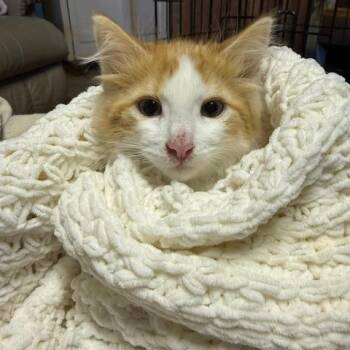 Elroy -  Domestic Long Hair Cat for Adoption in Estacada, Oregon - Elroy | PetCurious