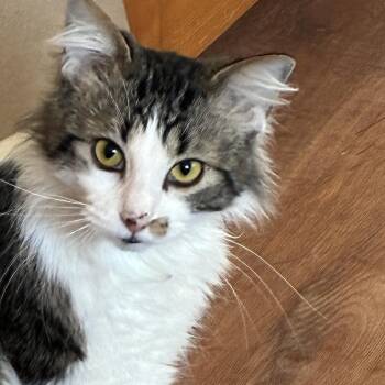 Domestic Long Hair Cats Available for Adoption - Charlie | PetCurious
