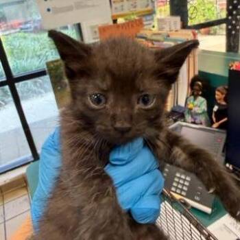 Boba -  Domestic Short Hair Cat for Adoption in West Palm Beach, Florida - Boba | PetCurious