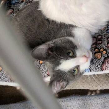 J.V. (Jason Voorhees) -  Domestic Short Hair Cat for Adoption in Greenville, Pennsylvania - J.V. (Jason Voorhees) | PetCurious