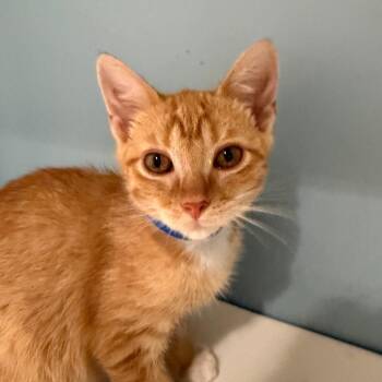 Goldie -  Domestic Short Hair Cat for Adoption in Chattanooga, Tennessee - Goldie | PetCurious