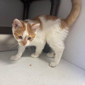 Cliff -  Domestic Short Hair Cat for Adoption in New York, New York - Cliff | PetCurious