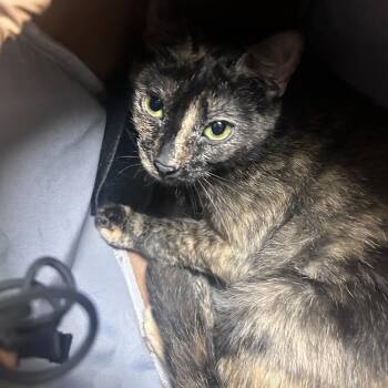 Multiple -  Domestic Short Hair Cat for Adoption in Philadelphia, Pennsylvania - Multiple | PetCurious