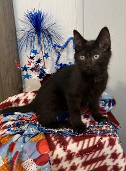 Oliver -  Domestic Short Hair Cat for Adoption in Seven Valleys, Pennsylvania - Oliver | PetCurious