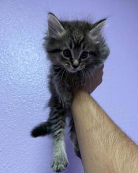 Kitten 6 -  Domestic Medium Hair Cat for Adoption in El Paso, Texas - Kitten 6 | PetCurious