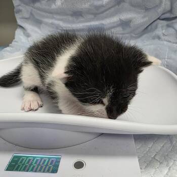 Lorelai -  Domestic Short Hair Cat for Adoption in Jupiter, Florida - Lorelai | PetCurious