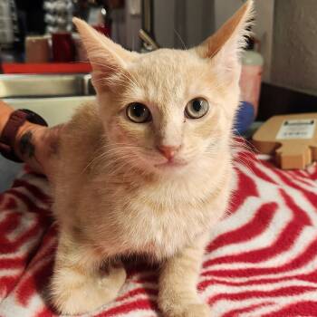 Rescue Domestic Short Hair Cats for Adoption in Brighton, Missouri - Aslan | PetCurious