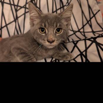 Cashew -  Domestic Short Hair Cat for Adoption in Carmel, Indiana - Cashew | PetCurious