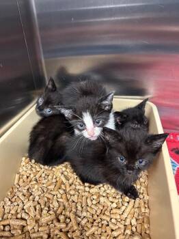 Zenny -  Domestic Short Hair Cat for Adoption in Gautier, Mississippi - Zenny | PetCurious