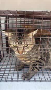Domestic Short Hair Cats Available for Adoption in Houston, Texas - A657002 | PetCurious