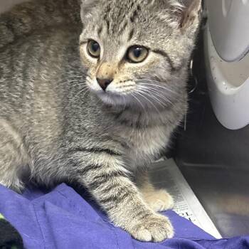 Mojito -  Domestic Short Hair Cat for Adoption in Philadelphia, Pennsylvania - Mojito | PetCurious