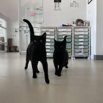 Bashful -  Domestic Short Hair Cat for Adoption in Warwick, Rhode Island - Bashful | PetCurious