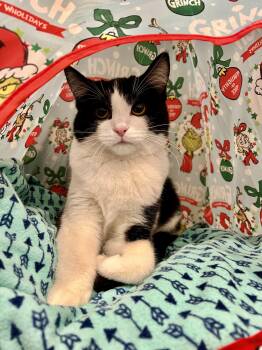 Domestic Short Hair Cats Available for Adoption - Rue | PetCurious