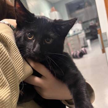 Clover -  Domestic Short Hair Cat for Adoption in Lenexa, Kansas - Clover | PetCurious