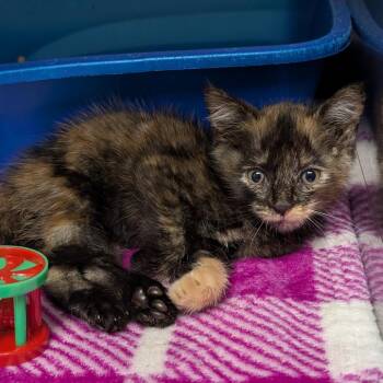 Jessie Pinkman -  Domestic Short Hair Cat for Adoption in Titusville, Florida - Jessie Pinkman | PetCurious