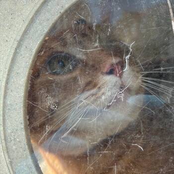 Tommy One-Eye -  Domestic Short Hair Cat for Adoption in Philadelphia, Pennsylvania - Tommy One-Eye | PetCurious