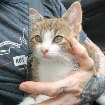 Rescue Domestic Short Hair Cats for Adoption in Austin, Texas - Codfish 9 | PetCurious