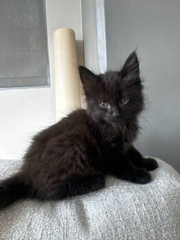 Rescue Domestic Medium Hair Cats for Adoption in Los Angeles, California - Berry | PetCurious