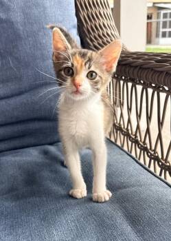 Julianna -  Calico Cat for Adoption in Tavares, Florida - Julianna | PetCurious
